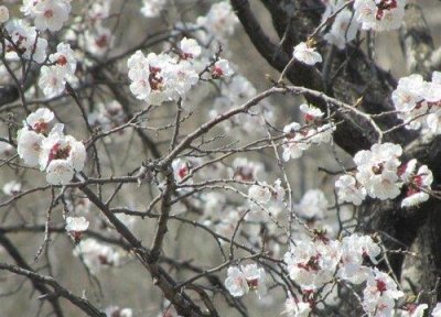 ​什么花在春天开（盘点春季开花的花卉品种）