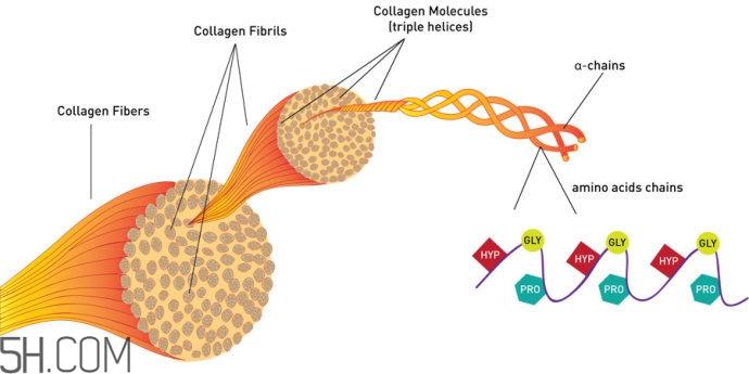 怎样可以增加皮肤胶原蛋白 让皮肤胶原蛋白充沛的方法