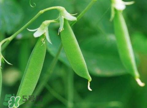 扁豆怎么洗干净?扁豆的清洗方法