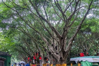 ​榕树盆景怎么养出苔藓，会影响盆景透气吗