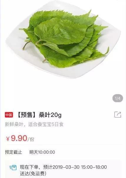 在南京养10条蚕宝宝要花2500元