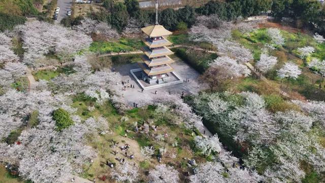 武汉文化：东湖沙滩浴场，东湖风景区磨山，东湖梅园，东湖樱园