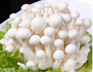 白玉菇的选购技巧 白玉菇怎么挑选？