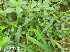 瓜子菜可以生吃吗?瓜子菜能直接吃吗?