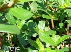 瓜子菜可以生吃吗?瓜子菜能直接吃吗?