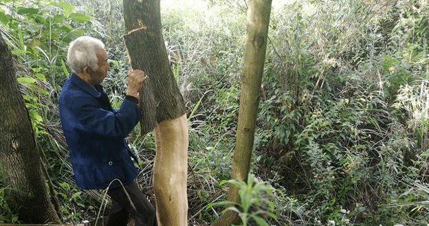 家乡若有此物, 请别让人为破坏, 树皮72元一斤, 请保护