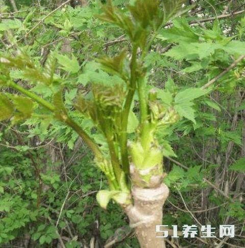 这野菜城里50元一斤, 东北特别贵的一种特产！