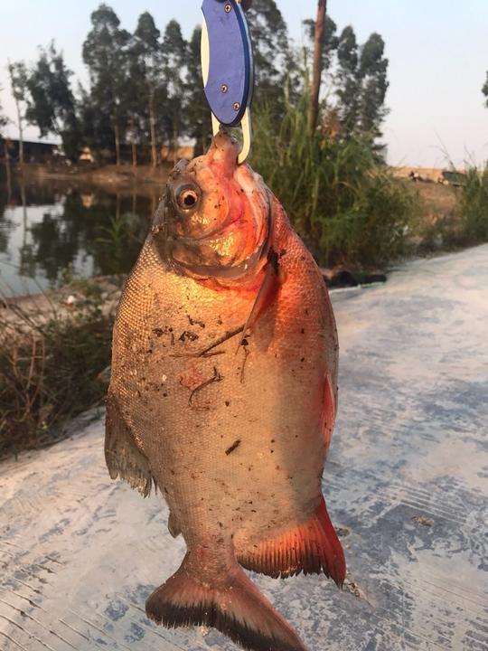 荒废野塘钓到食人鱼，本性凶猛，手指都差点被咬断！