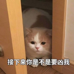 ​一波可爱猫咪表情包，拿图点赞