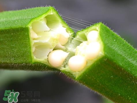 羊角豆是发物吗_羊角豆是秋葵吗