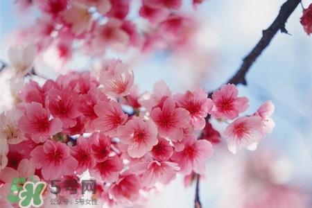 桃花可以酿酒吗？桃花能泡酒喝吗？