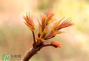 香椿芽可以冷冻吗？香椿芽怎么冷冻？