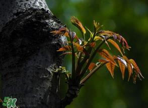 香椿芽可以冷冻吗？香椿芽怎么冷冻？