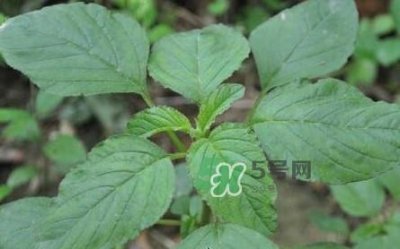 ​野苋菜有刺吗？野苋菜和刺苋菜一样吗