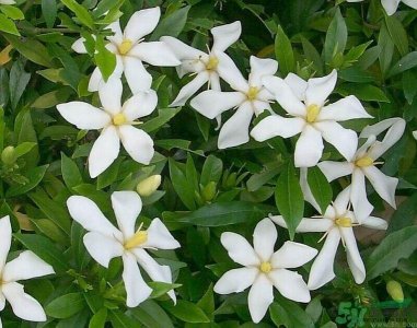 ​栀子花茶可以降血压吗？栀子花泡水可以降血压吗？