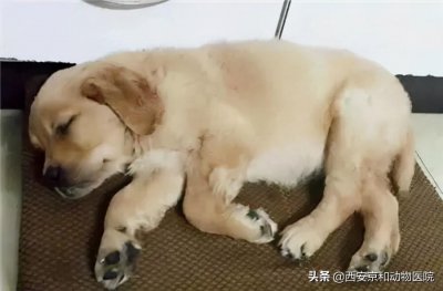 ​犬瘟有哪些症状？