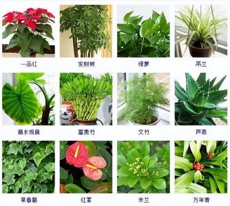 ​100种常见观叶植物，你都认识吗？