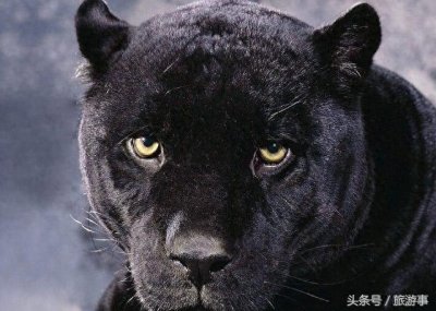 ​比老虎还凶猛的动物-“霸王猇”