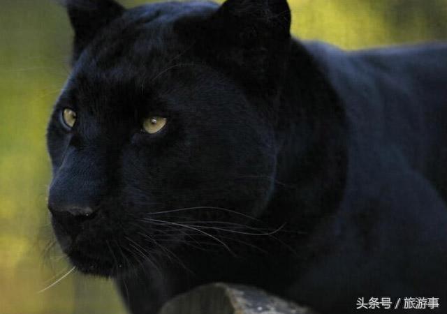 比老虎还凶猛的动物——“霸王猇”