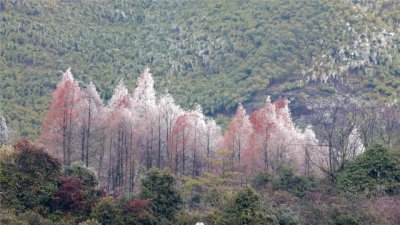 ​罕见！乐山市沐川县五指山首次拍到极度濒危物种四川山鹧鸪