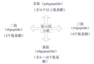 ​什么是生物活性肽