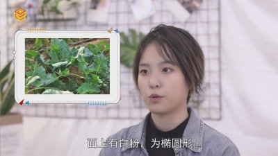 ​芥菜疙瘩是苤蓝吗 苤蓝跟芥菜区别