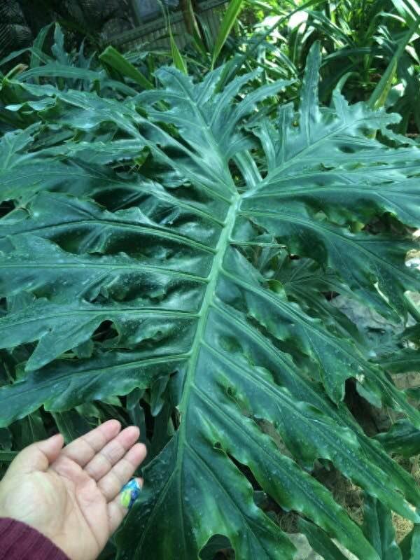 保定这个最大的生态园是居然是免费开放的，还有海洋馆和水上乐园，夏天去消暑棒极了！