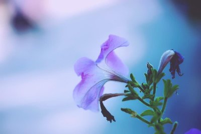 ​情人节，祝天下有情人终成眷属