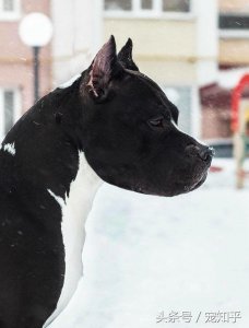 ​全能骑士-让人着迷的斯塔福犬-血性男人的最爱