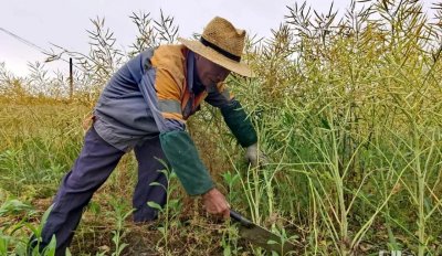 ​油菜成熟的标准是什么？什么时候收割产量最高？老农告诉你答案