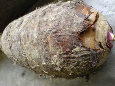 香芋和芋头的差别大,做法也不一样,教你几招区分方法和烹饪方法