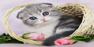 不宜养猫的4个属相女人,哪几个生肖的人千万不能养猫?