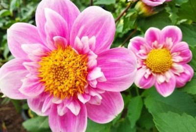 六月到九月开什么花,六月份开的花有哪些