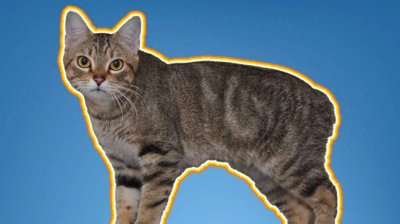 神秘而独特:探秘马恩岛猫的不尽传奇