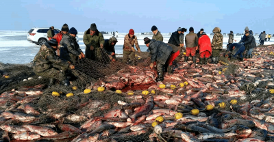 查干湖鱼为什么那么大(查干湖年年捕还有大鱼的原因)