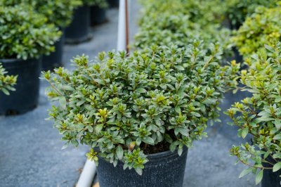 杜鹃繁殖方法,怎么扦插成活率高