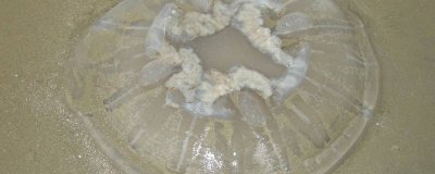 海蜇的办法怎么办还办海蜇都搁什么调料 海蜇的办法怎么办咳半海蜇都搁什么调料