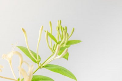 金银花的花语,有什么传说故事