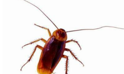 怎么去蟑螂有效又不伤害健康,有什么方法可以赶走蟑螂又不伤害它们呢