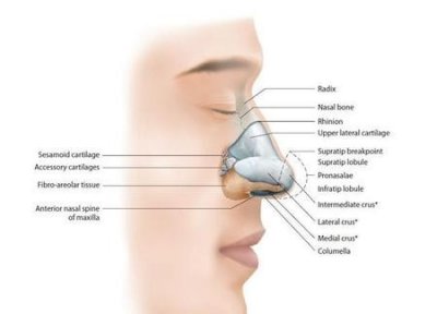有什么办法可以把鼻子变挺(塌鼻子变挺的方法)