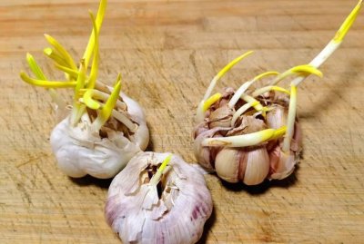 发芽的大蒜能不能吃