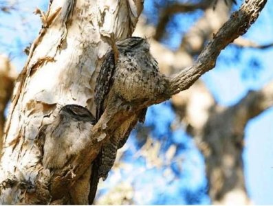 自然界最会伪装的鸟:林鸱鸟一辈子伪装成树