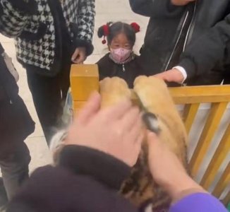 动物园幼虎被游客争相摸头,幼虎摇晃脑袋躲闪,园方:已停止展出