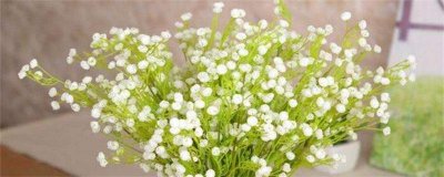 满天星一年四季都开花吗(图)