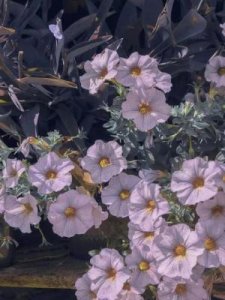 耽美强攻弱受(弱攻弱受是什么意思)