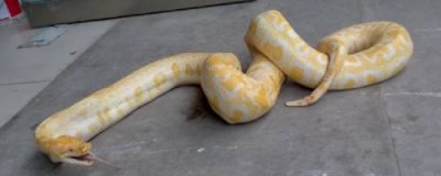 黄金蟒是几级保护动物(黄金蟒属于国家几级保护动物)