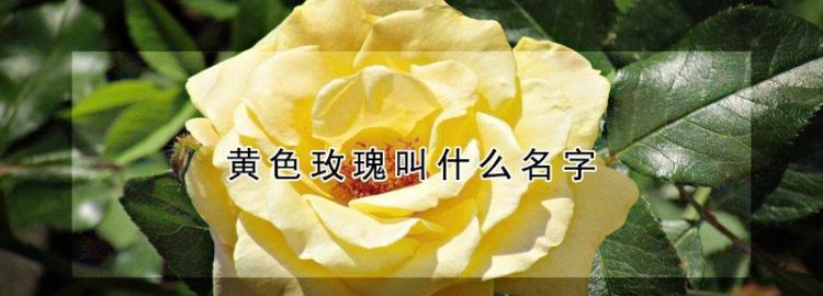 黄色除了柠檬黄还有什么黄