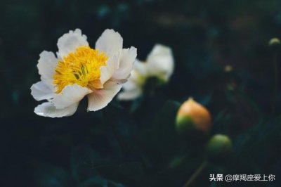 会暗恋摩羯座的星座有哪些?