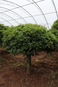 桂花树的养殖和注意