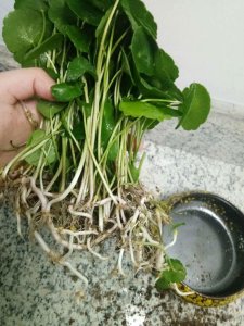 铜钱草可以放鱼缸里吗